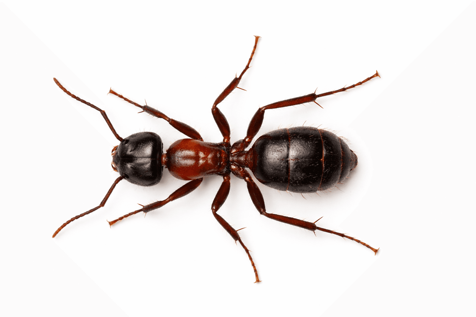 Large carpenter ant close-up on wood grain