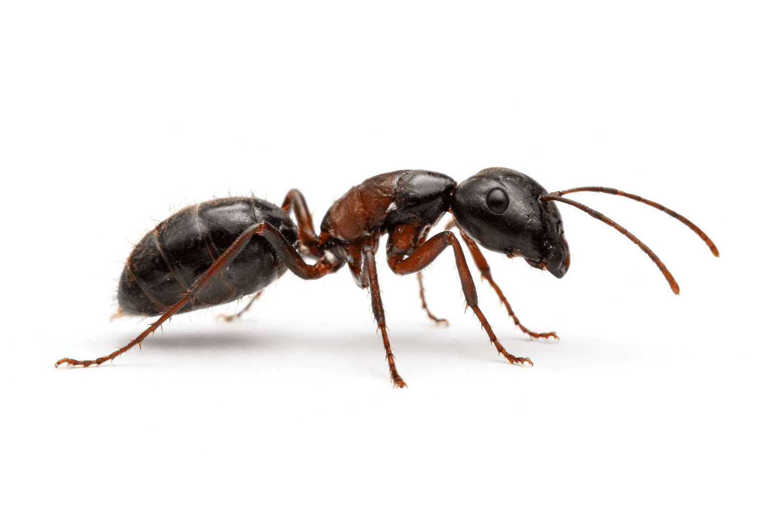 Carpenter ant close-up on white background