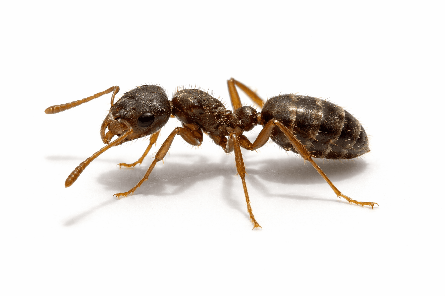 Pavement ant specimen on white background