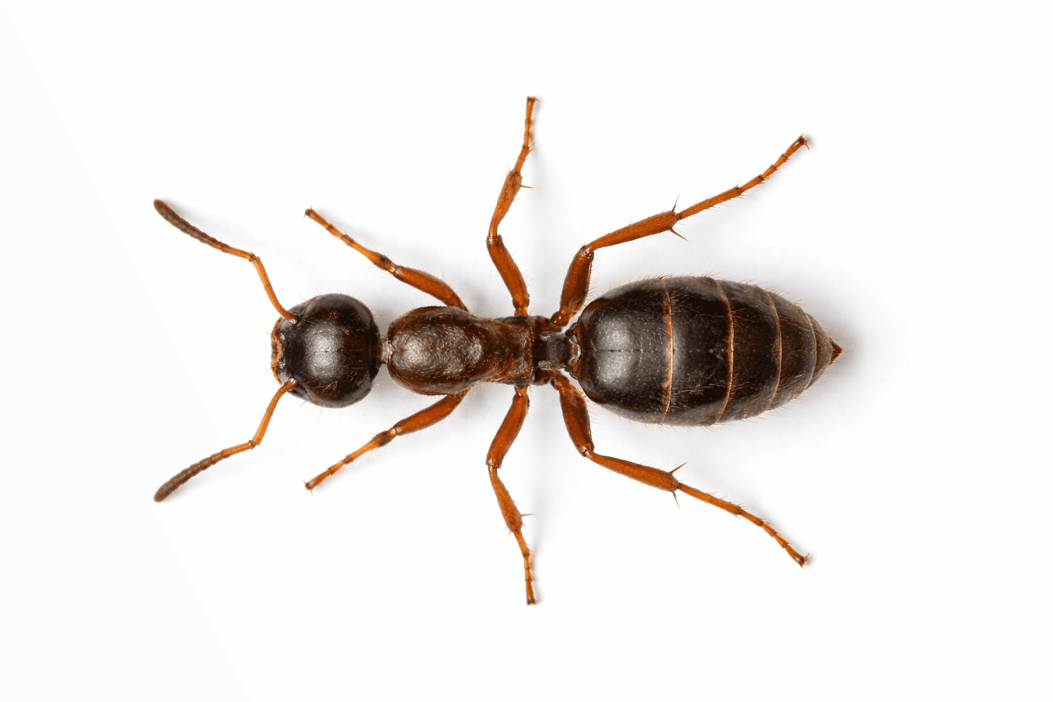 Specimen photo of a Pavement Ant