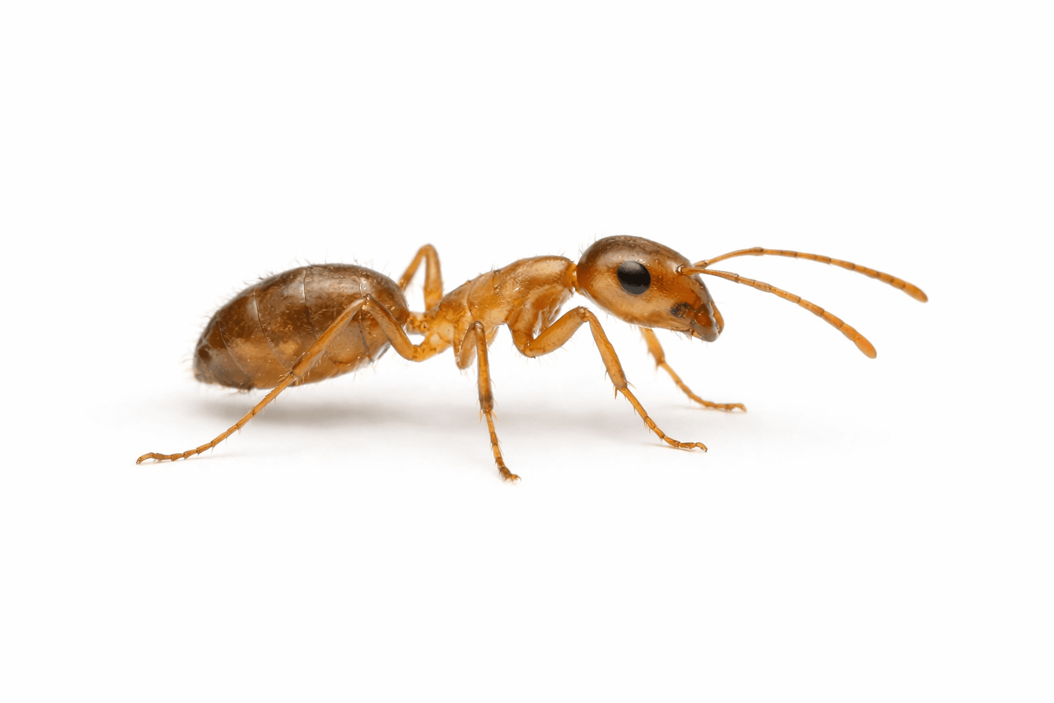 Pharaoh ant specimen on white background