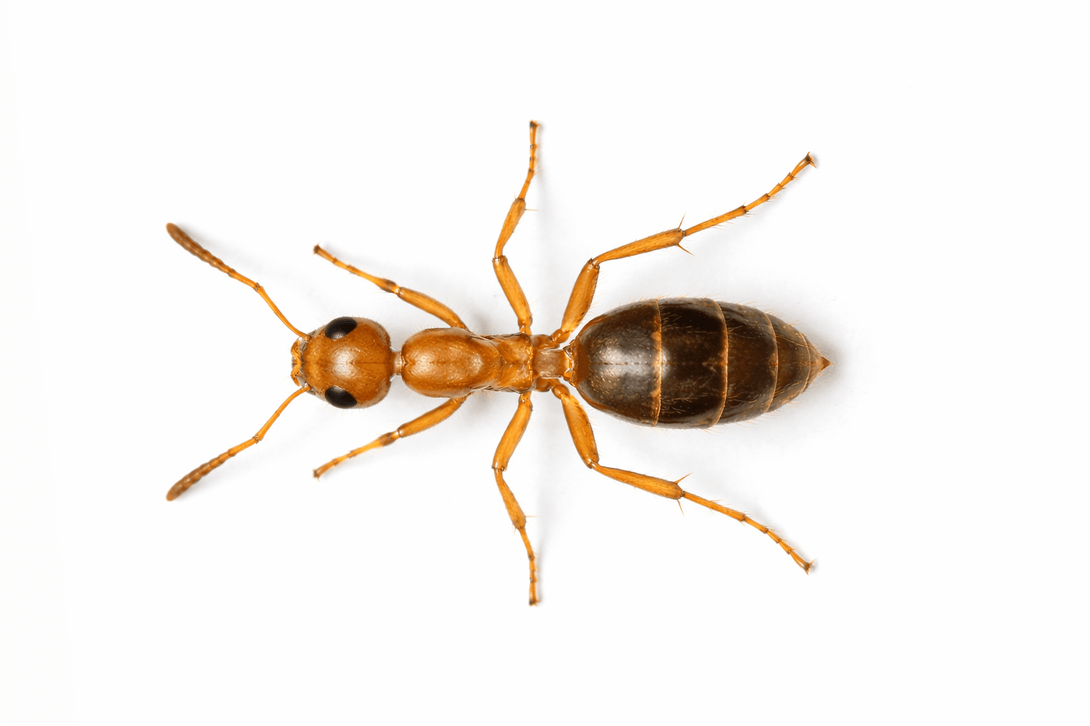 Tiny light-colored pharaoh ants near a food source