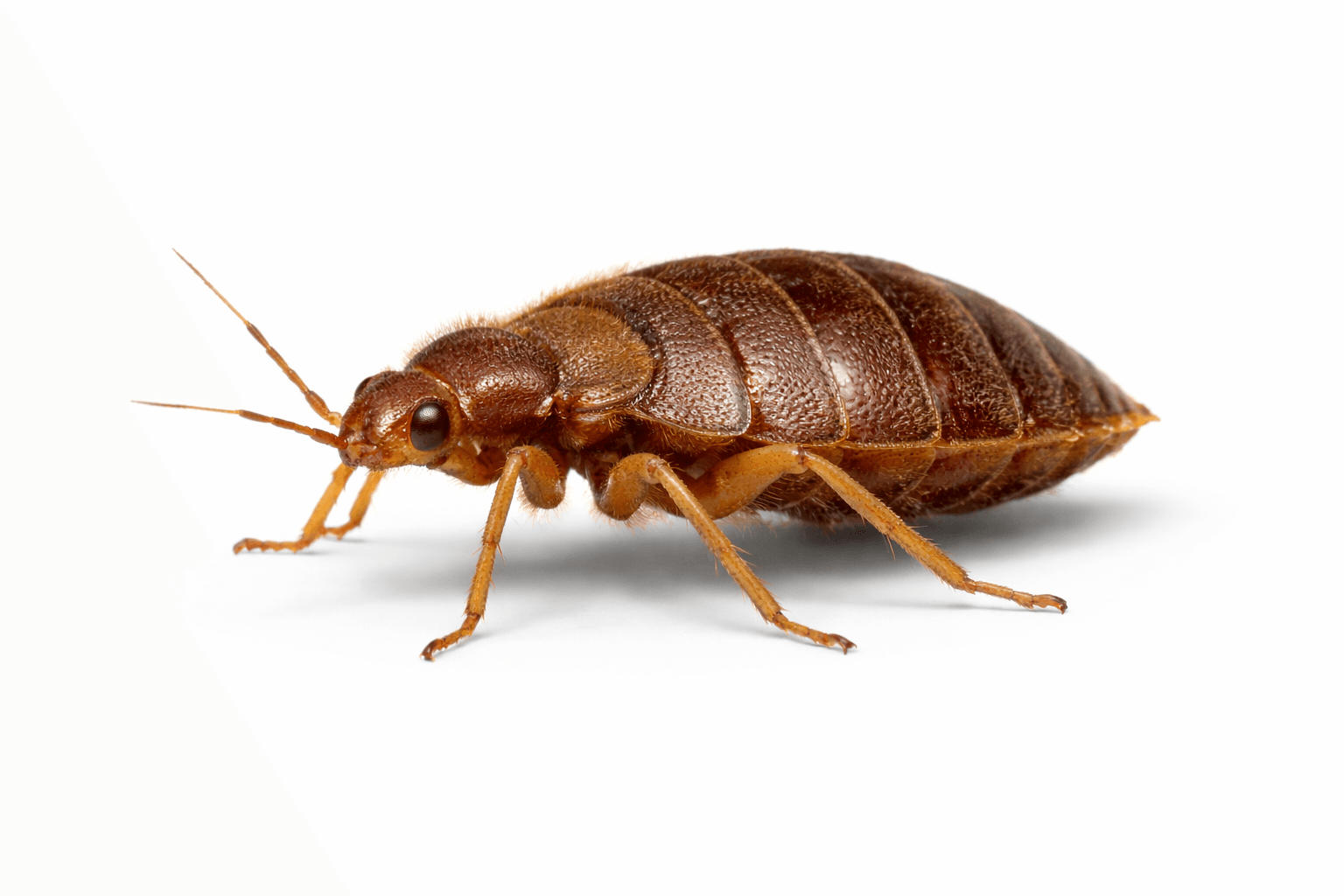 Bed bug treatment Edmonton - adult bed bug specimen