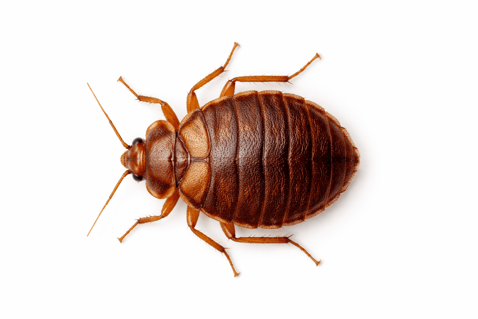 Adult bed bug specimen on white background