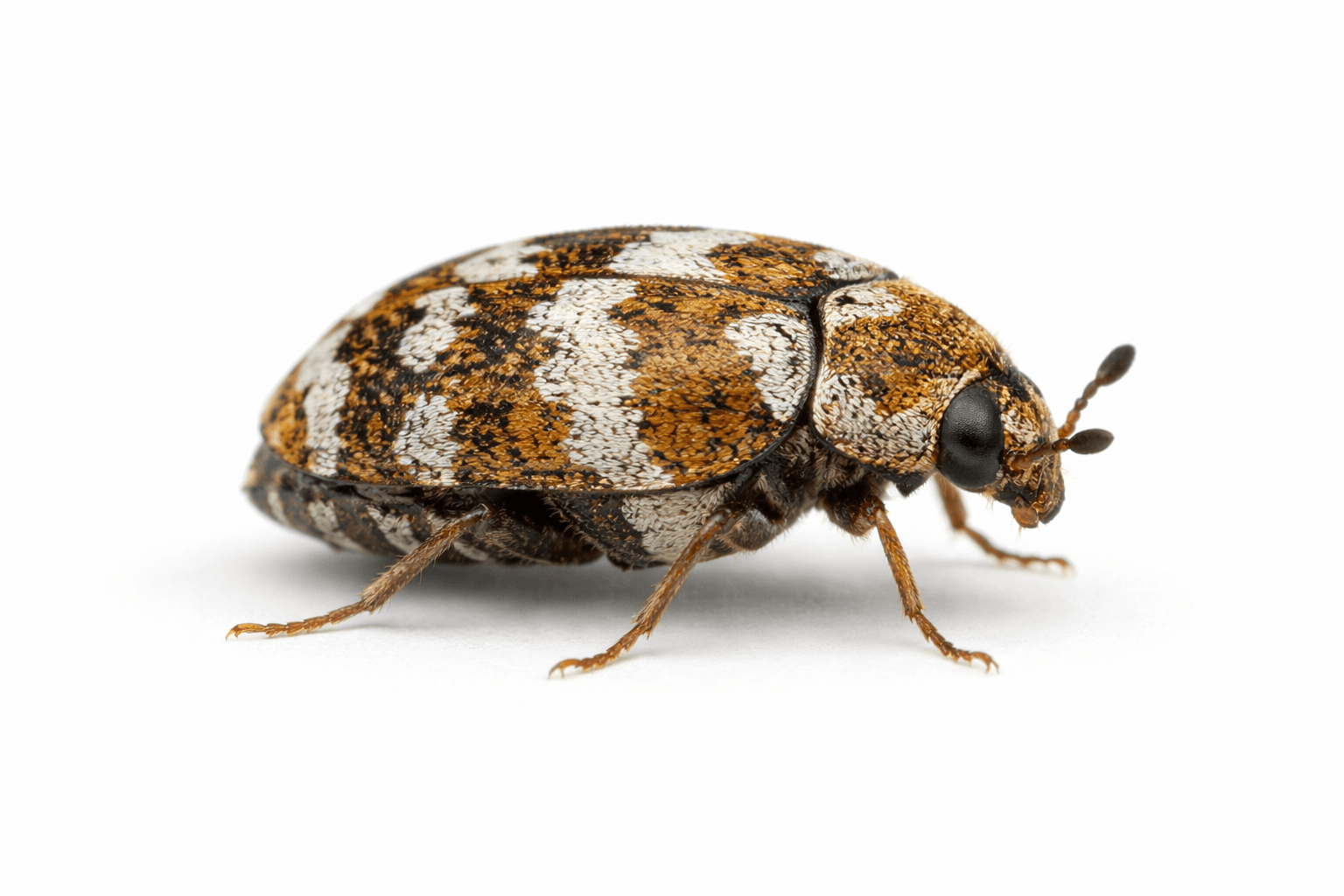 Adult carpet beetle specimens on white background