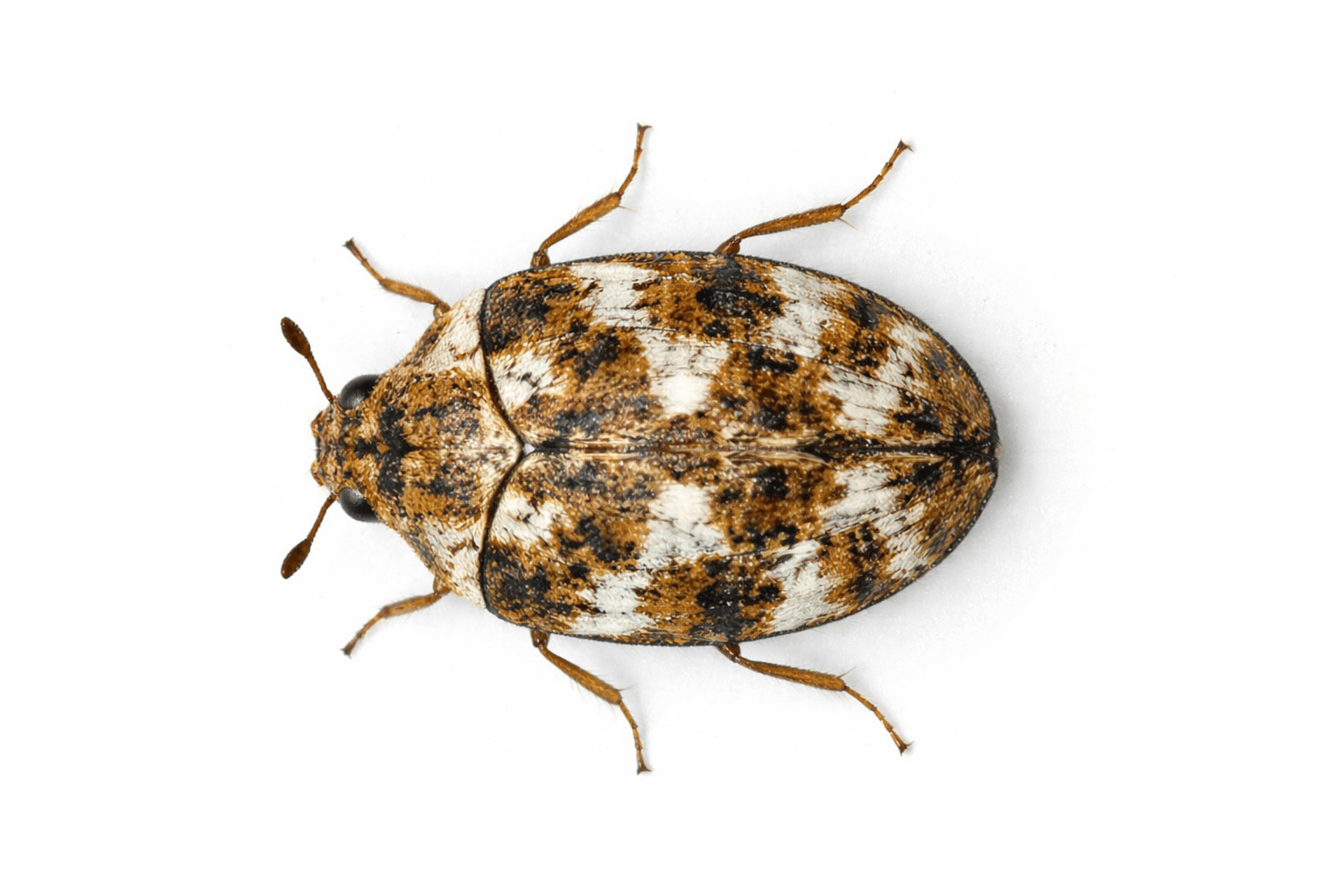 Carpet beetle adult and larva found indoors