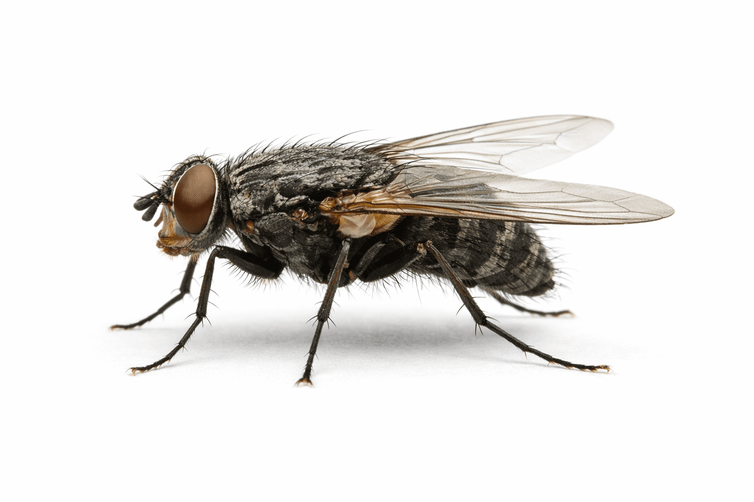 Common house fly specimen on white background
