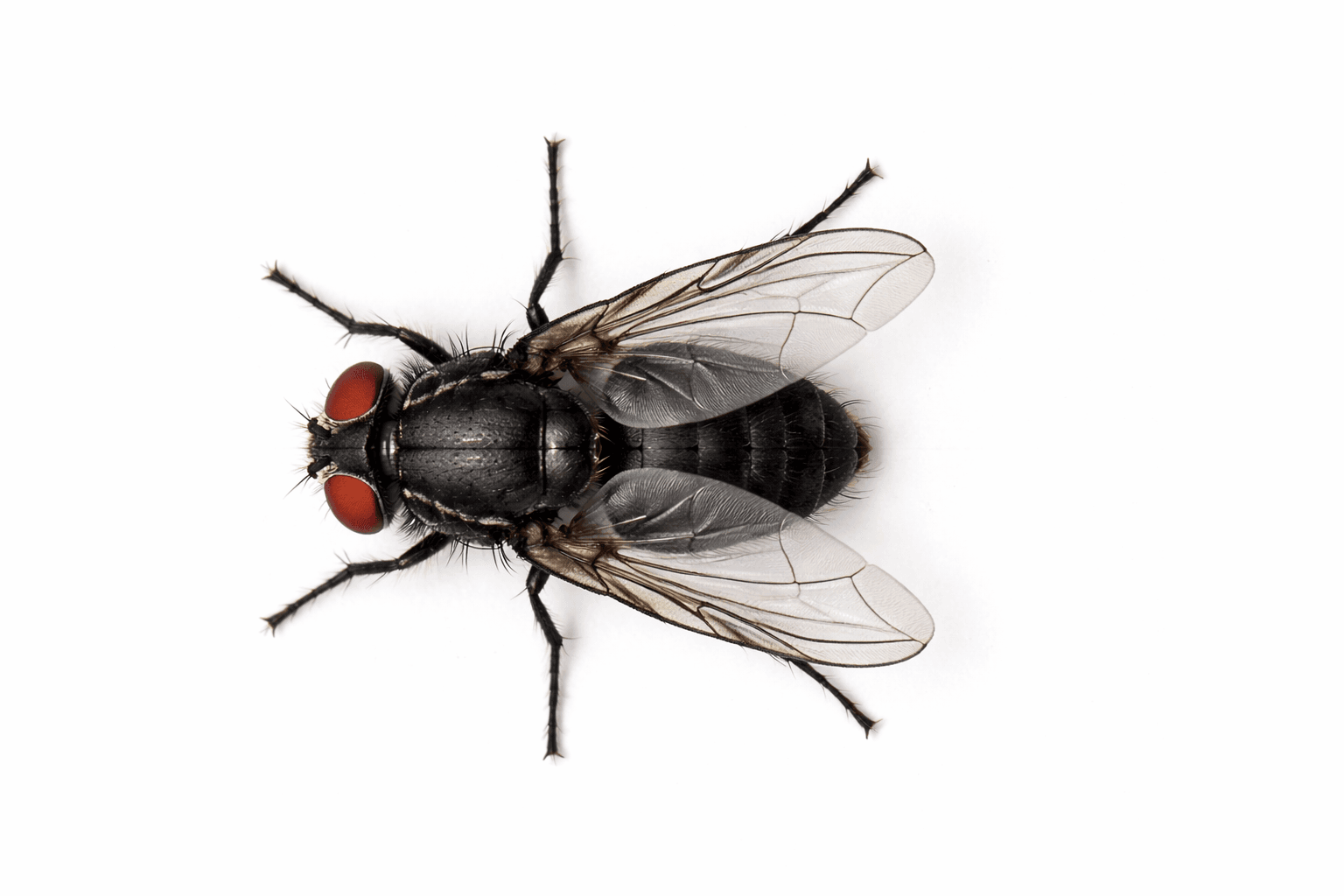 Common house and fruit flies found indoors