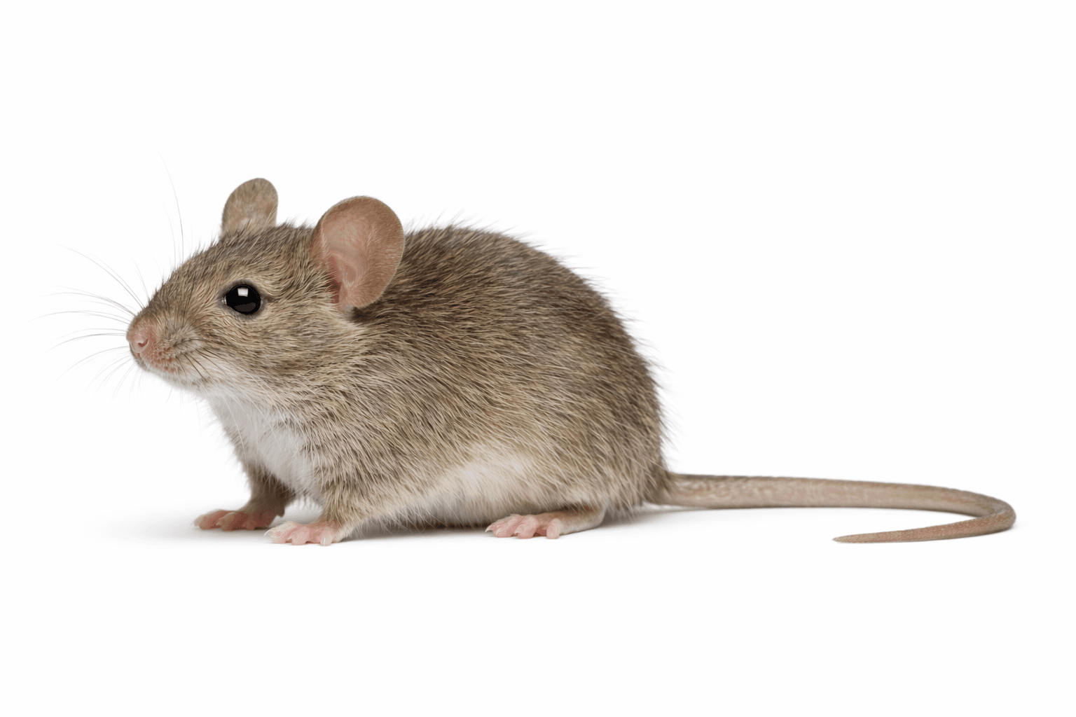 House mouse specimen on white background
