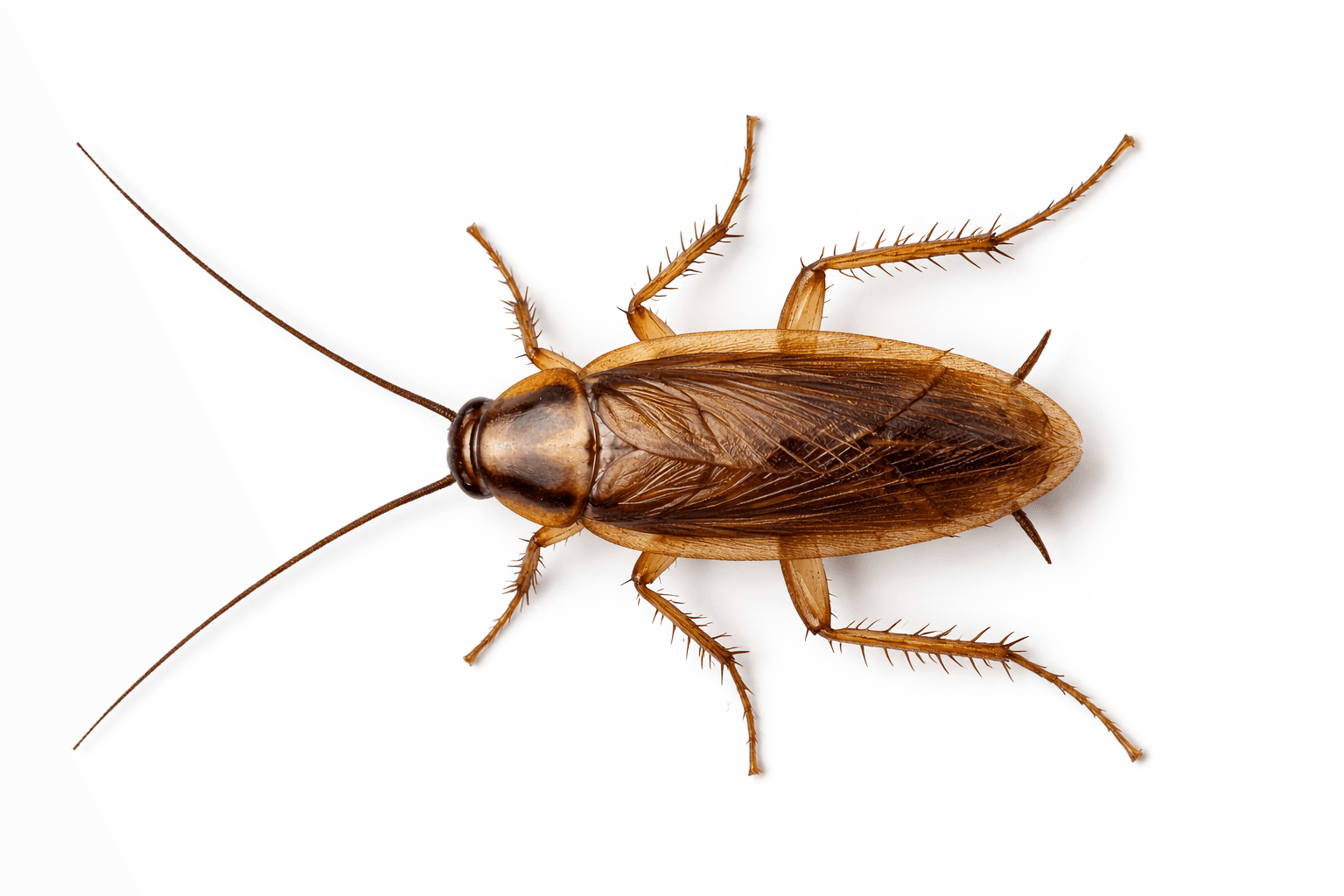 German cockroach specimen on white background