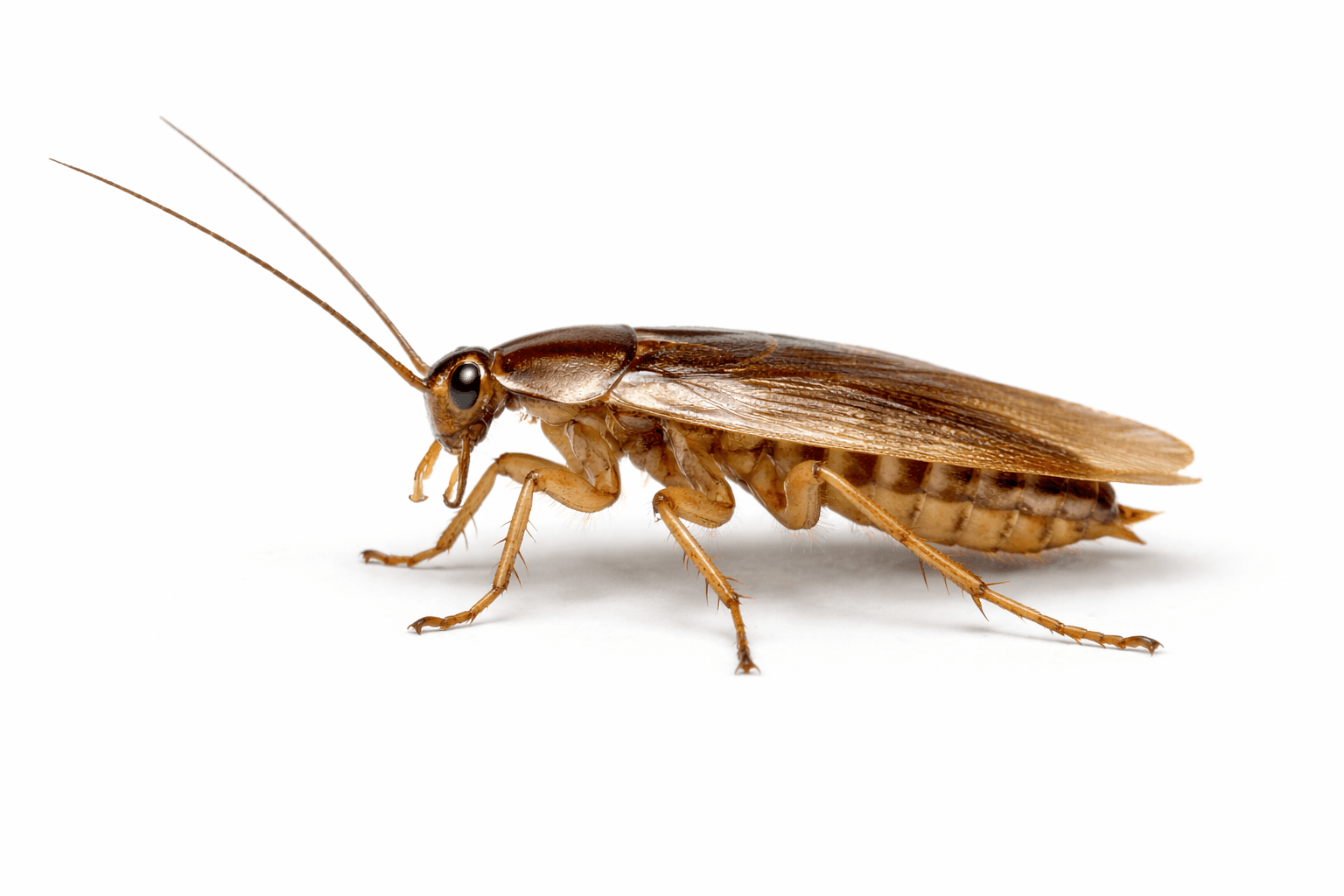 German cockroach treatment Edmonton - adult specimen