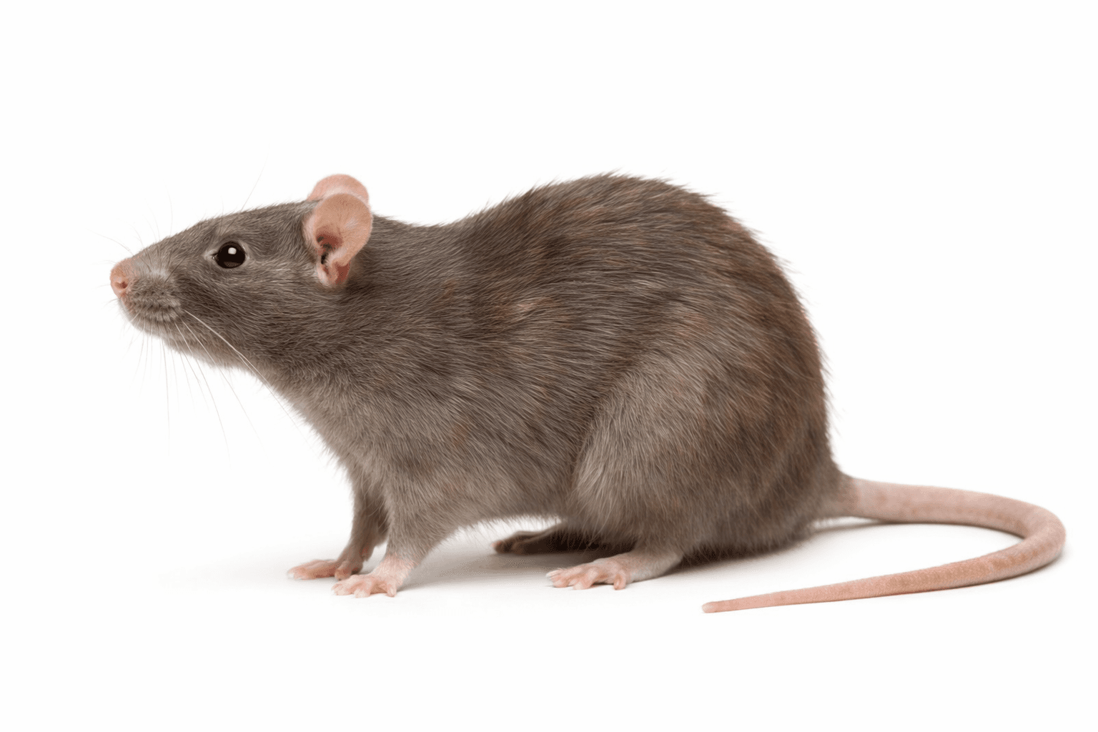 Norway rat near a building foundation