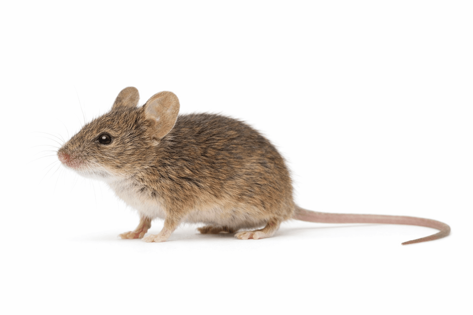 Vole, specimen style on white