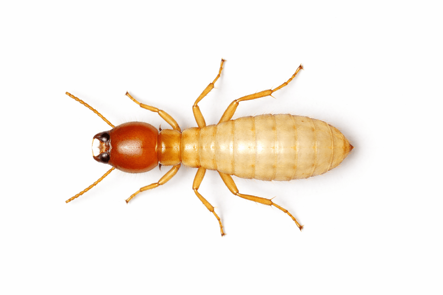 Termite illustration used for informational reference