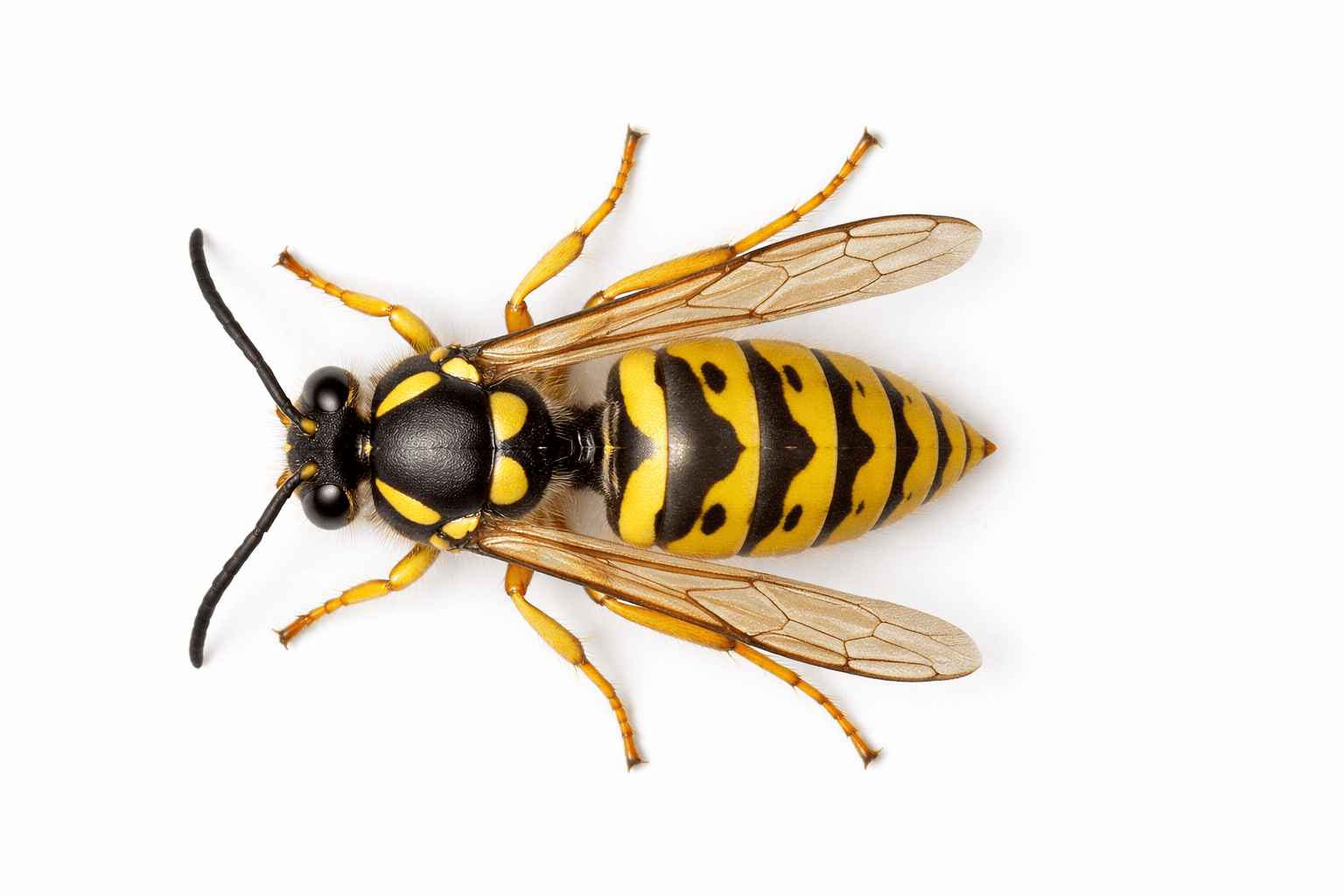 Wasp specimen on white background