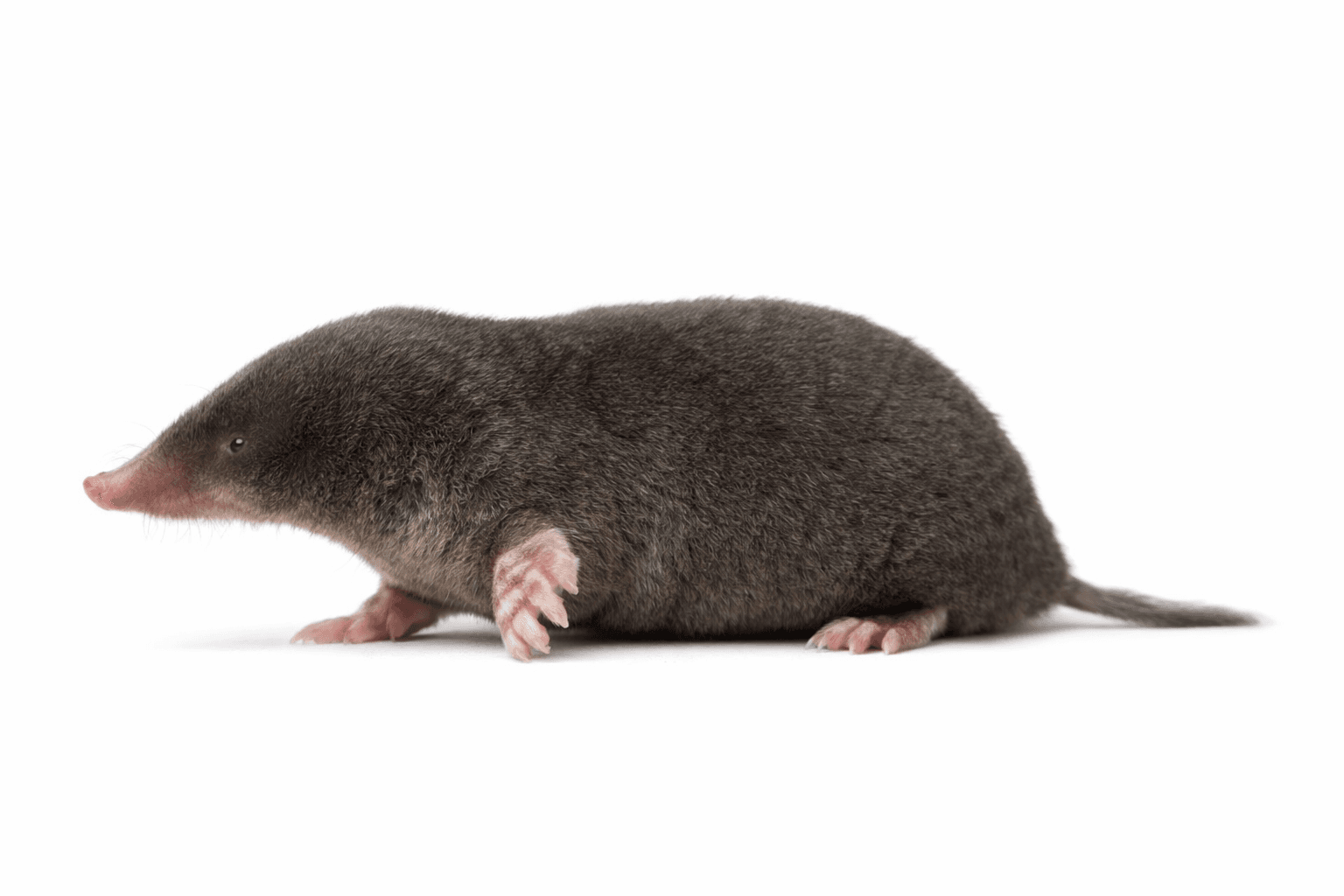 Lawn tunneling damage often mistaken for moles