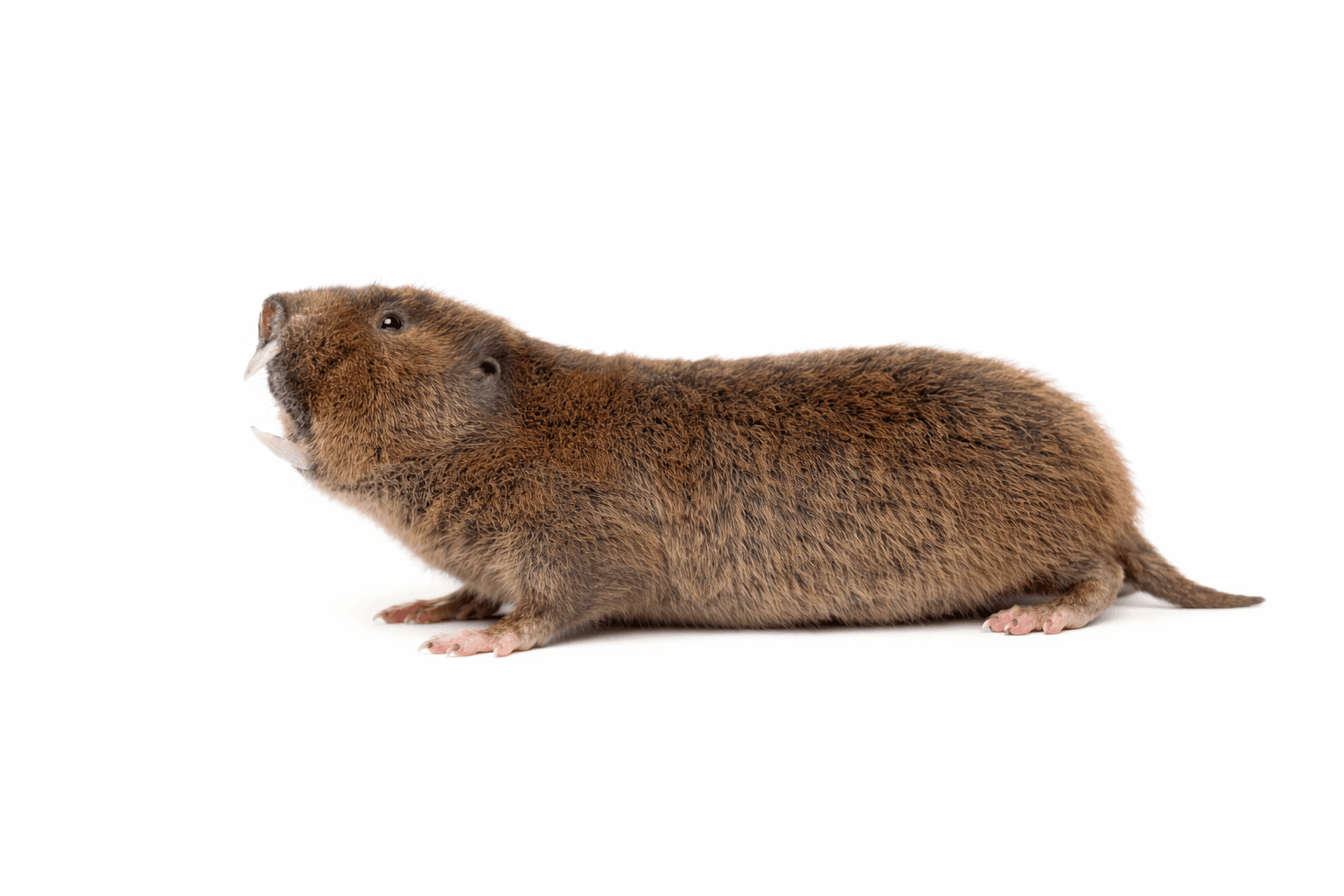 Pocket gopher soil mounds in a lawn