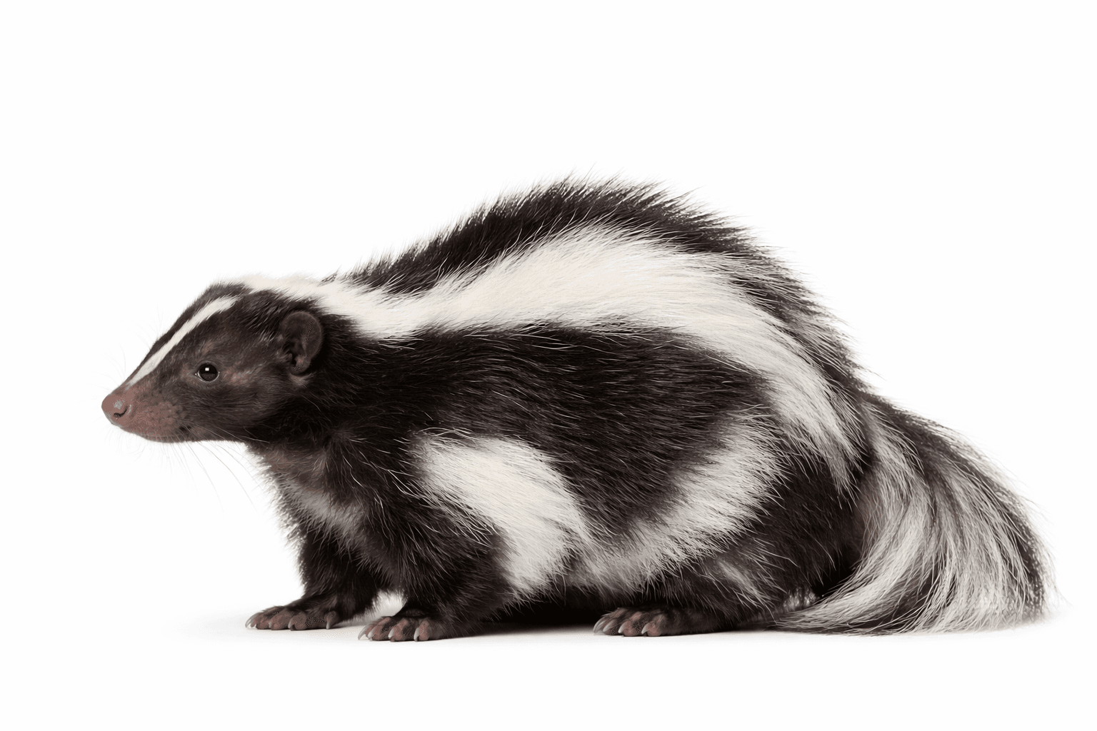 Striped skunk near a residential structure