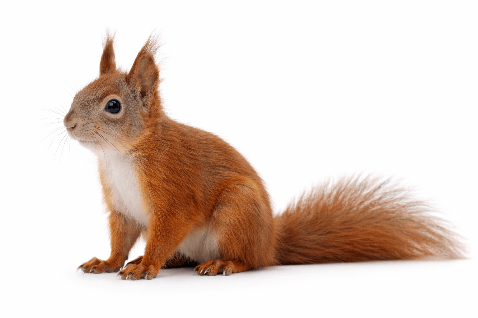 Squirrel on a roof near a residential attic vent